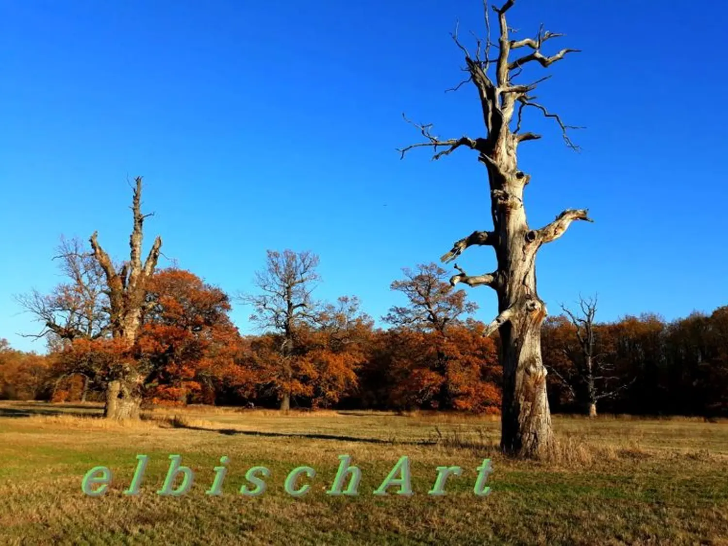 Elbischart – Die Knopfmacherin – Elbaue bei Coswig